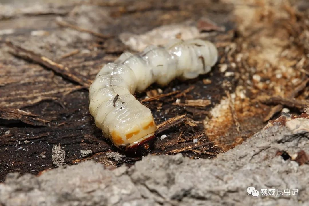 中华闪光天牛的幼虫,在树干中生活,寄主为柑橘,香椿,柿等