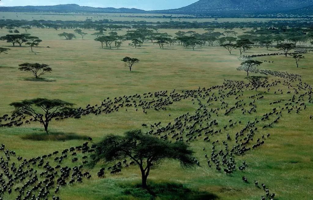 serengetisafari非洲坦桑尼亚塞伦盖蒂野骑观赏动物大迁徙