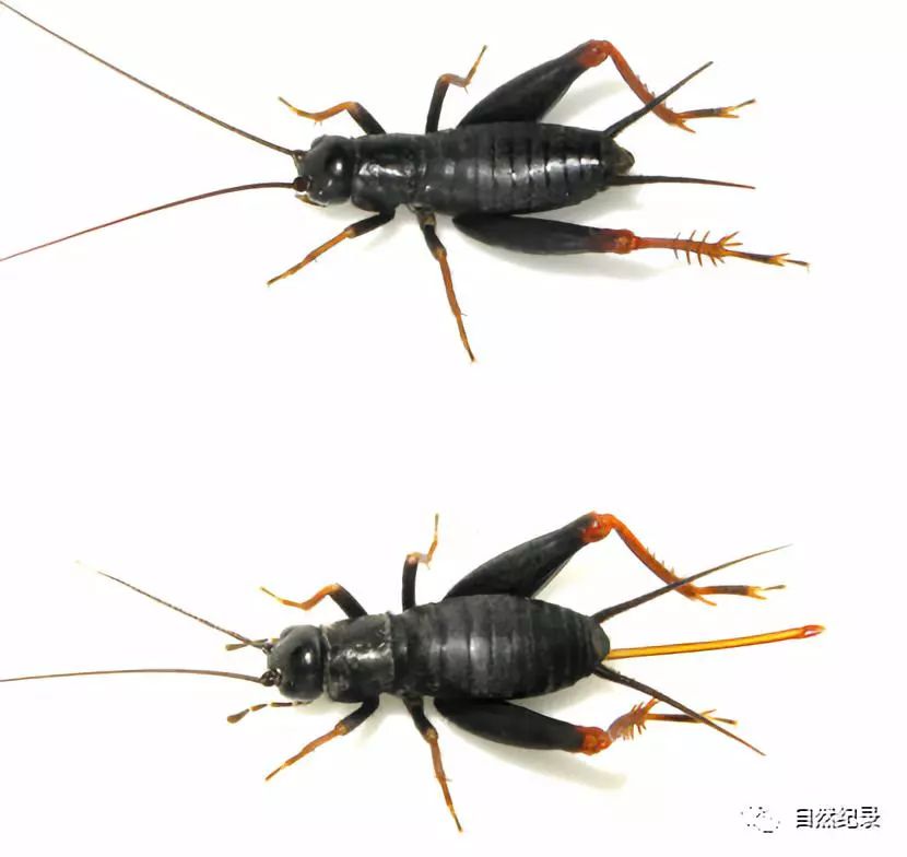 滇西发现革蟋属一新种——无翅革蟋