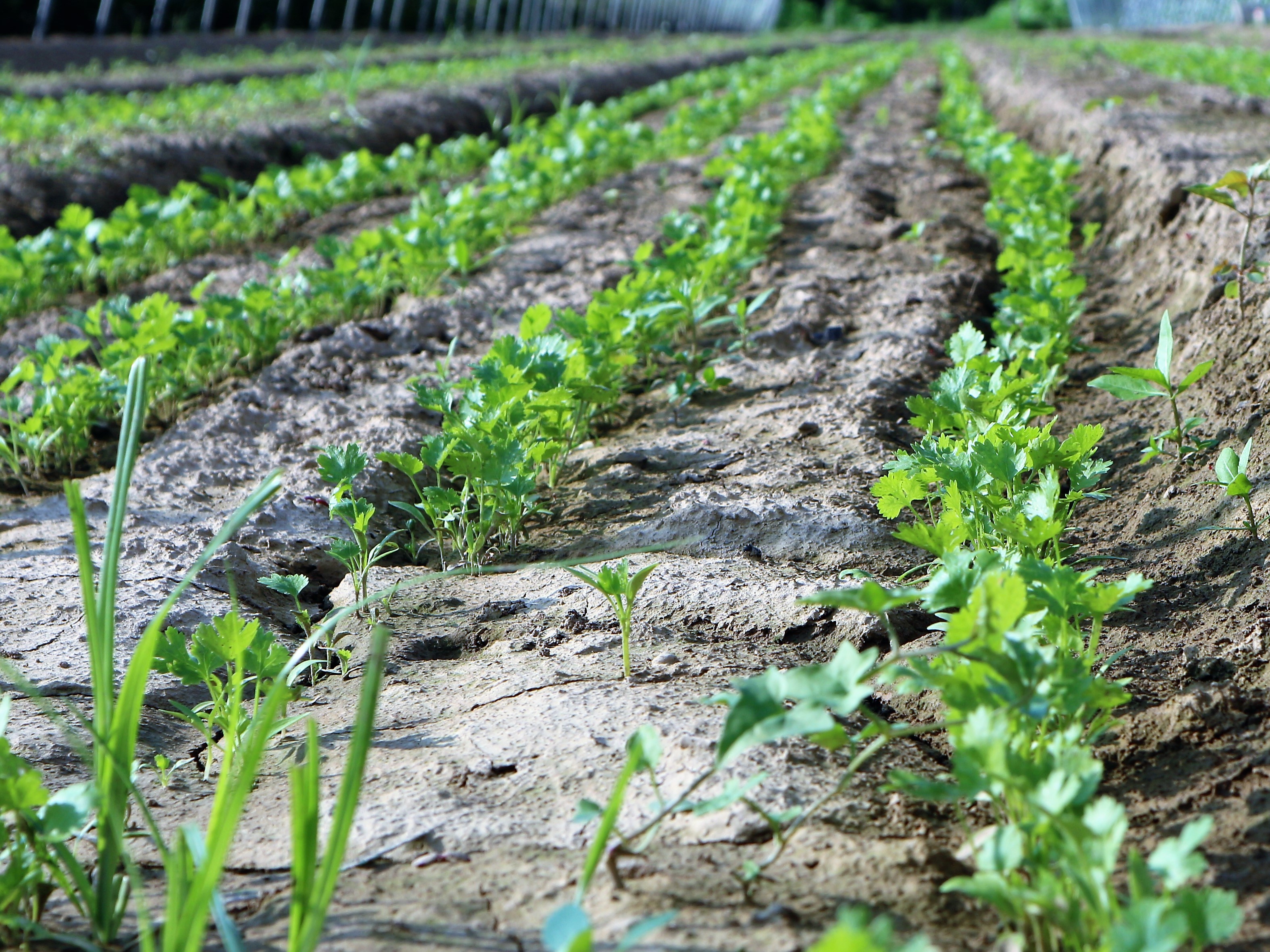 农民种植香菜曾经超过肉格,3亩收入6万元,农民为什么不敢种植?