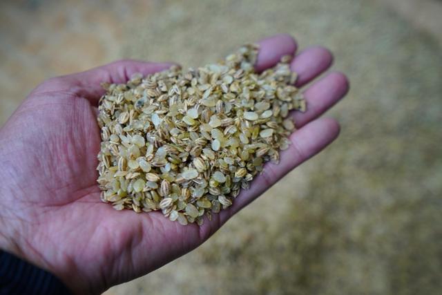 你不知道的侗族扁米:最天然谷物食品,是小吃也是零食