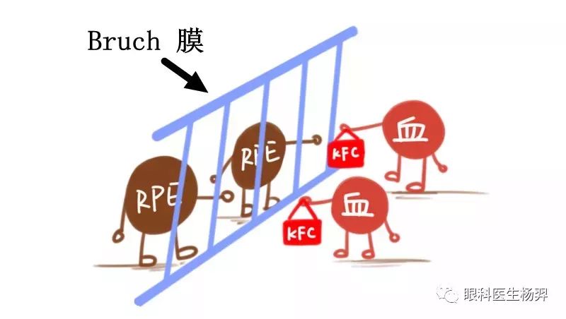 看东西模糊,变形,很有可能是黄斑出了问题(上)_细胞