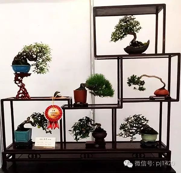 第四屆唐風盆景展50盆獲獎作品回看