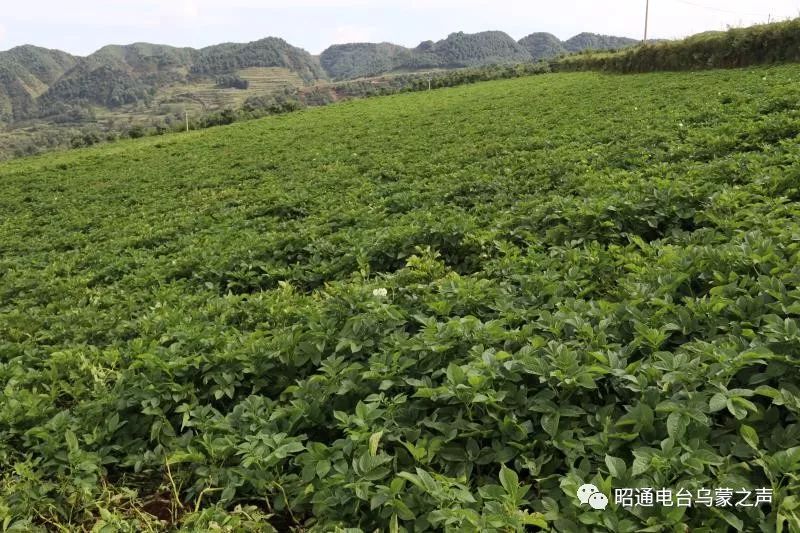 魯甸縣水磨鎮今年馬鈴薯預計增產6萬多噸