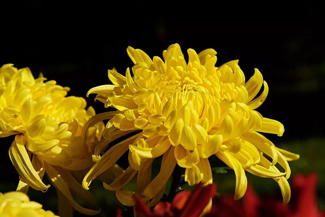 菊花的样子重阳节图片