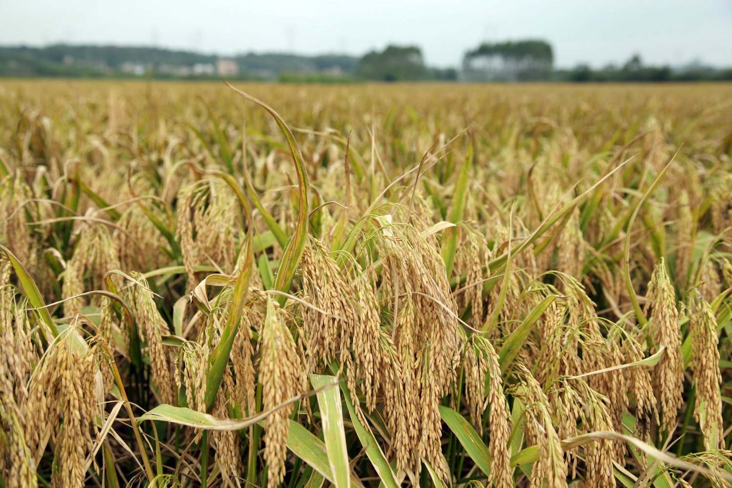亩产突破1222斤!超级稻刷新清远水稻连片种植新纪录