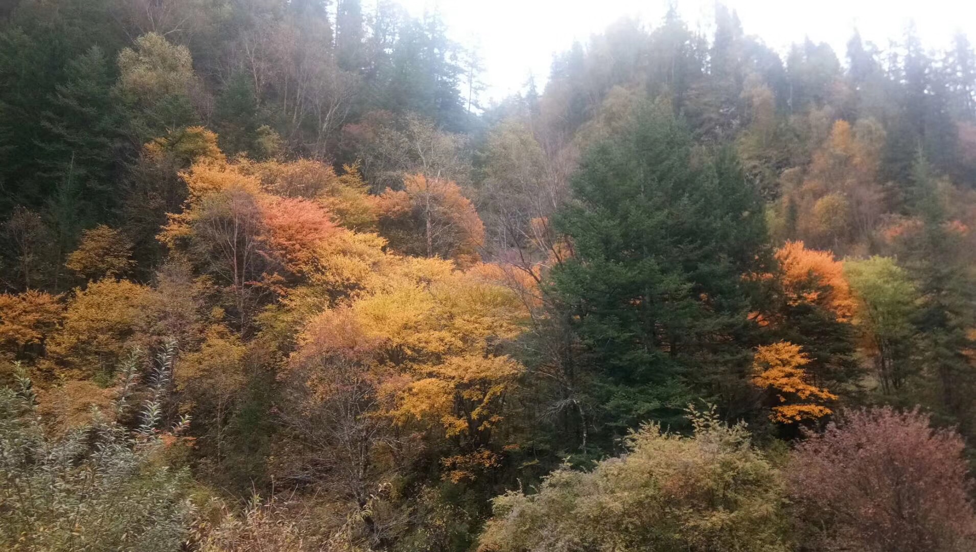 近期黑水奶子溝羊茸哈德寨子紅葉情況如何