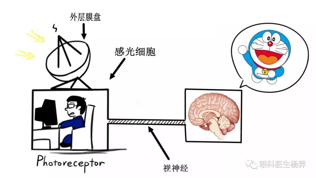 每平方毫米的黄斑区有约15万个感光细胞