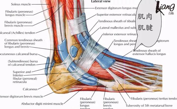 足部背伸肌腱解剖图图片