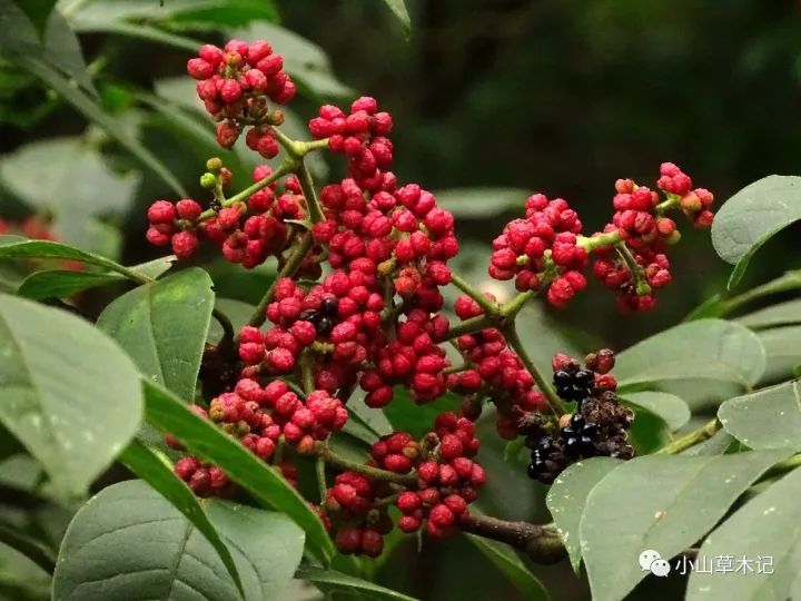 吴茱萸崇义图片