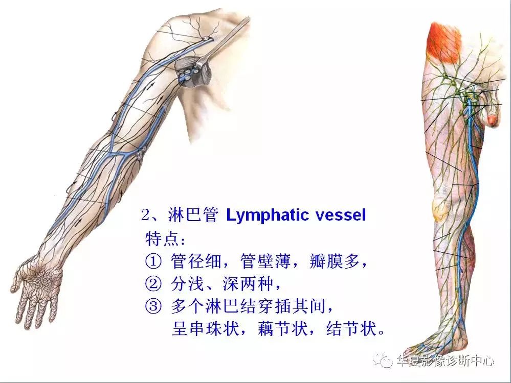 全身淋巴系統的精細解剖