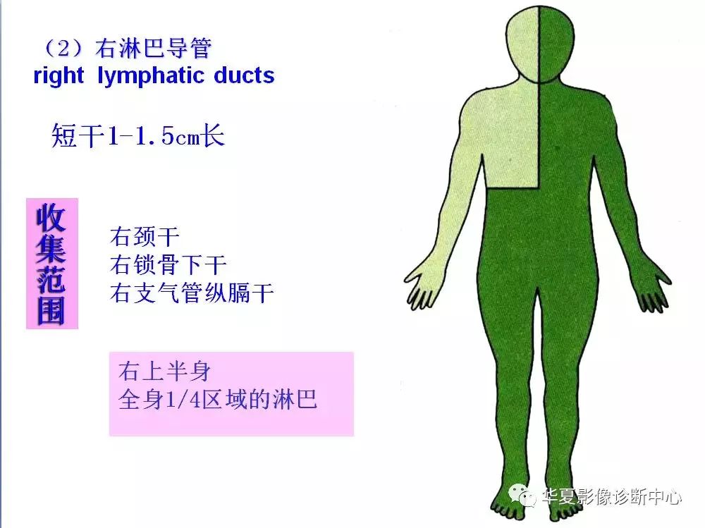 淋巴回流图谱图片