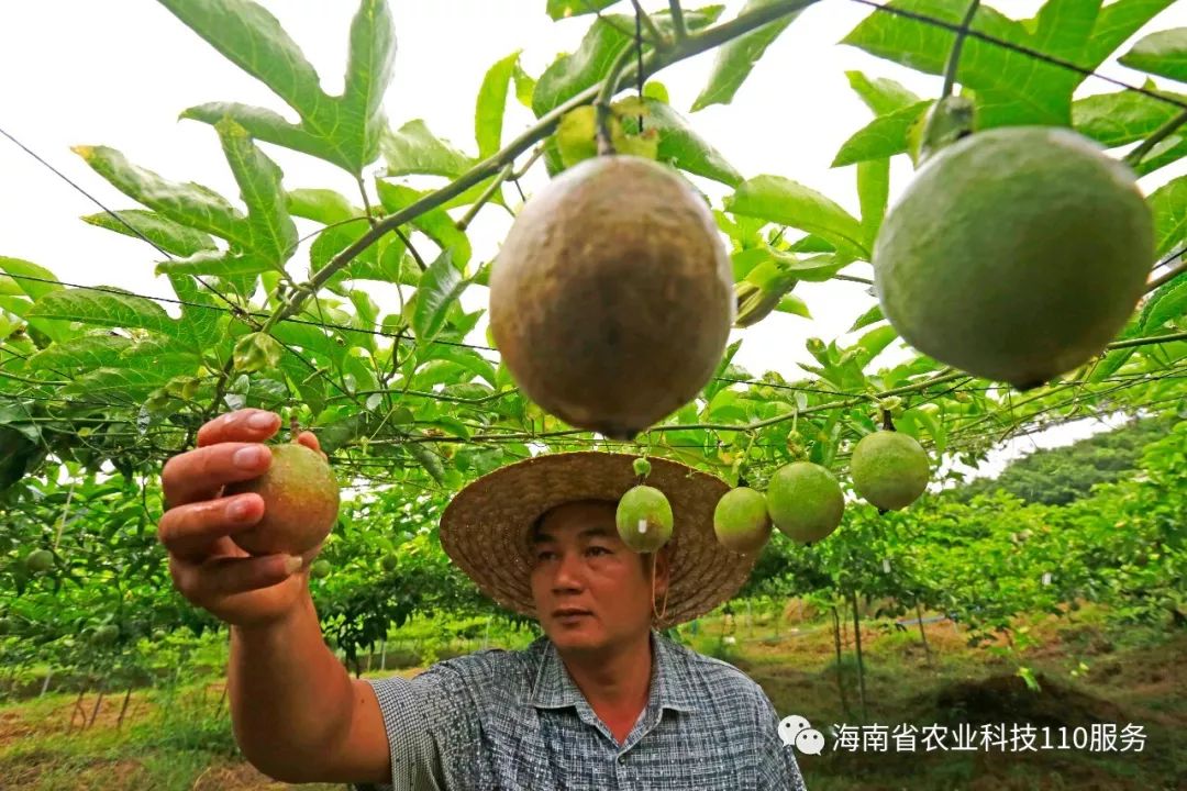 【科技扶貧】為保障百香果種植戶增收致富 文昌農技專家上門服務送