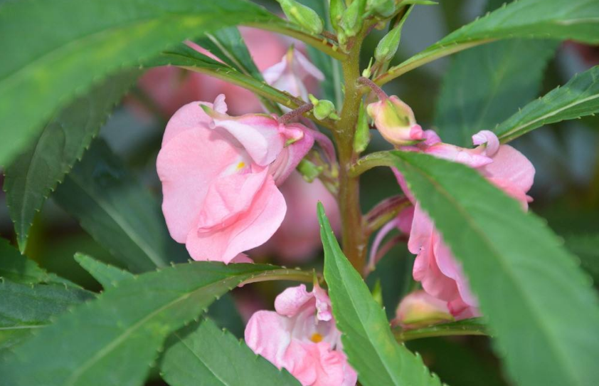 凤仙花的功效与作用(国家为什么禁止用凤仙花染指甲)