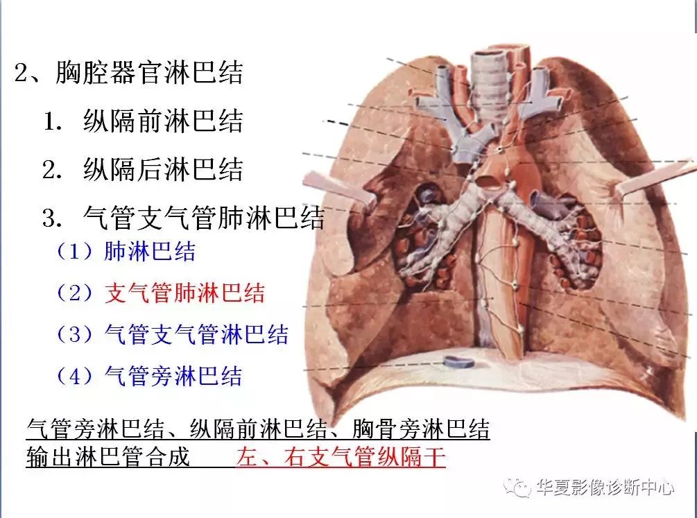 肺部淋巴结解剖图图片