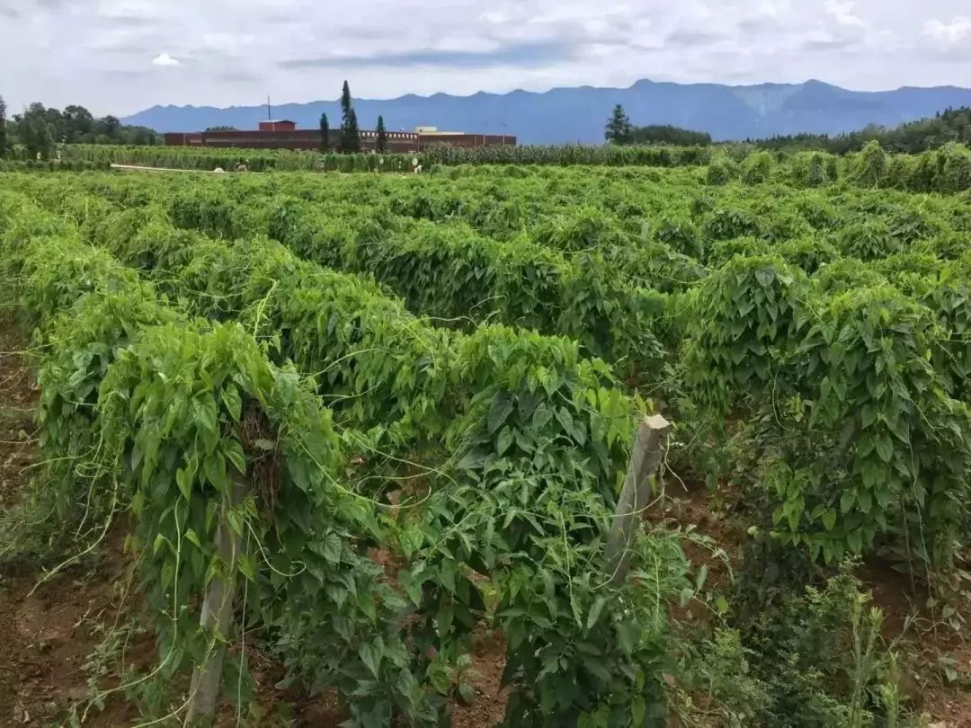 愛吃山藥的注意了,趕緊來看下!