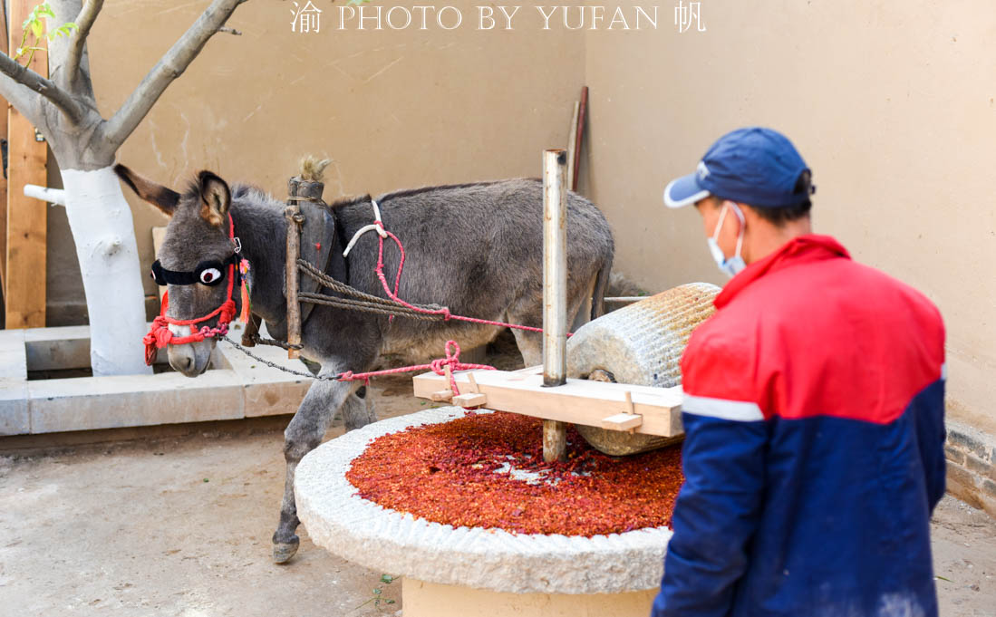 毛驴拉磨为什么要蒙住双眼?否则见美女就停下,青海平安驿有答案