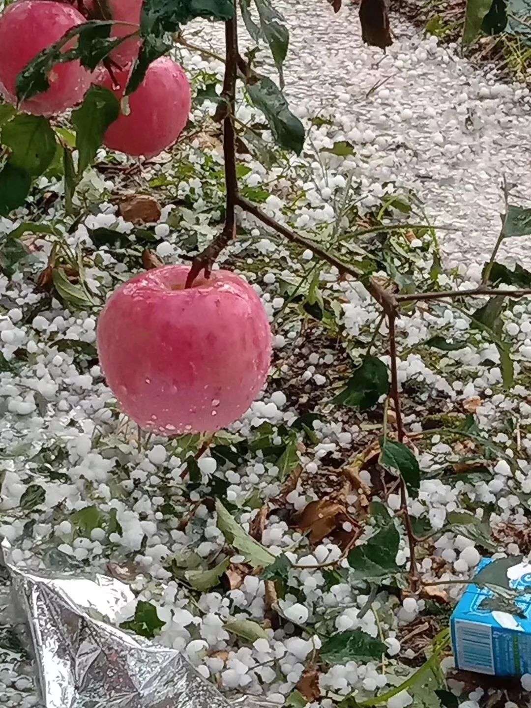 煙臺威海下冰雹!這裡就像在下雪.心疼