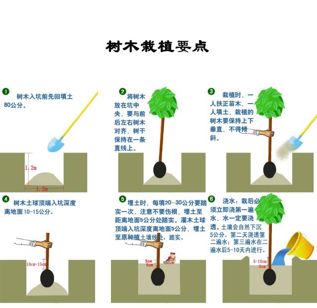 植树步骤图图片