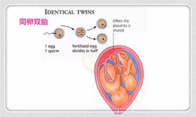 官宣双绒双羊单绒双羊单绒单羊傻傻分不清一篇消除你所有疑问