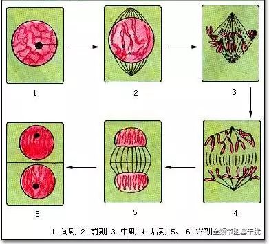 画出中心体和纺锤体图片