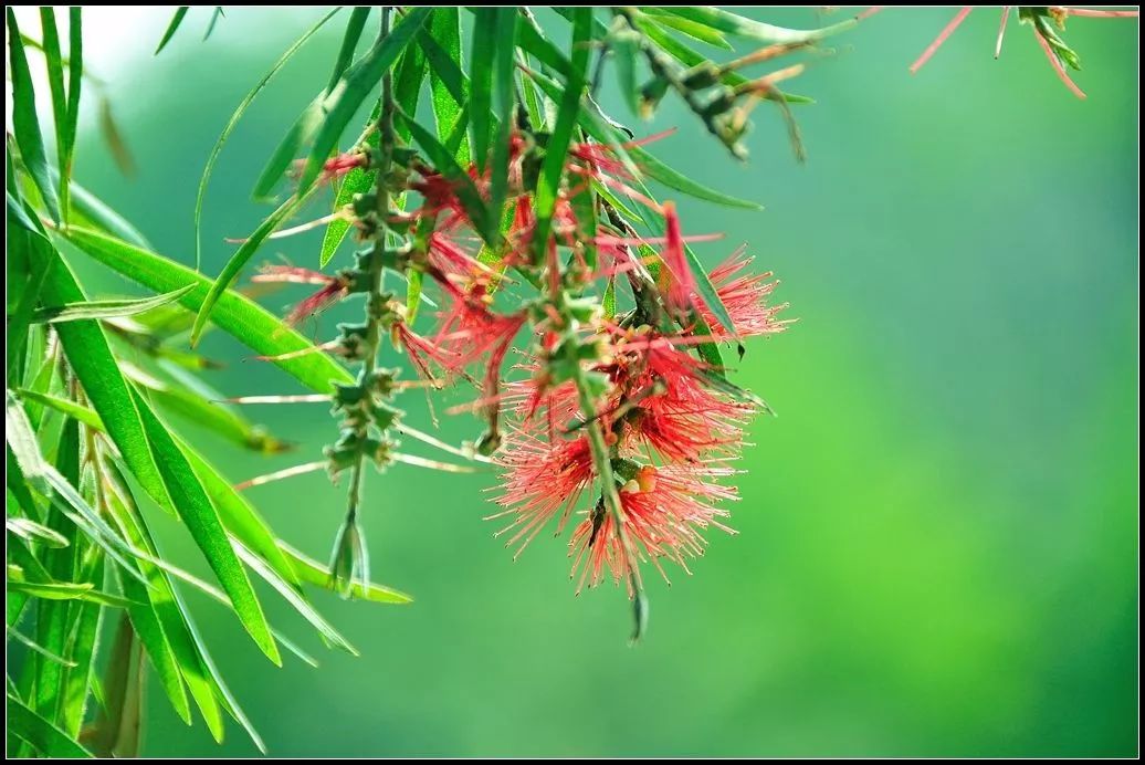 【识花】垂枝红千层