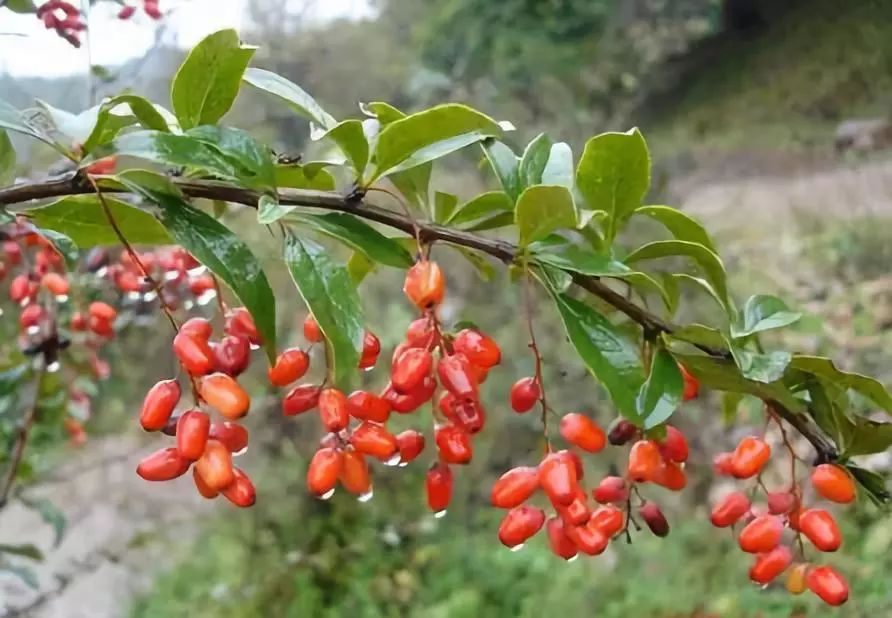 重阳日,我们登高佩茱萸,赏菊放纸鹞