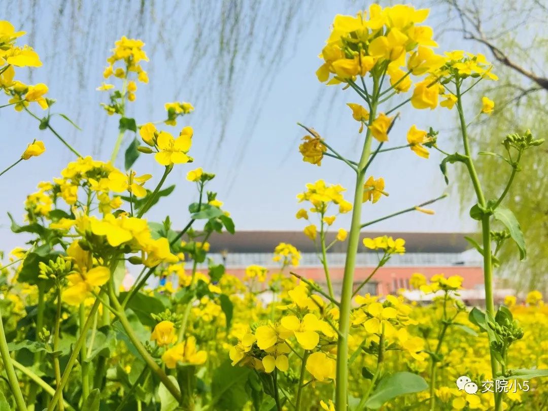 山东交通学院 油菜花图片