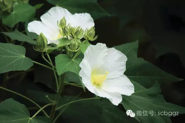 賞花約起廣州這種花一天變臉三次美得醉人