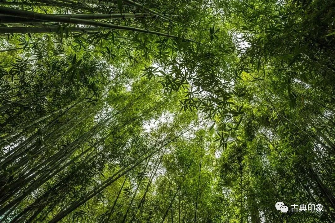 竹林清隐墨竹雅居