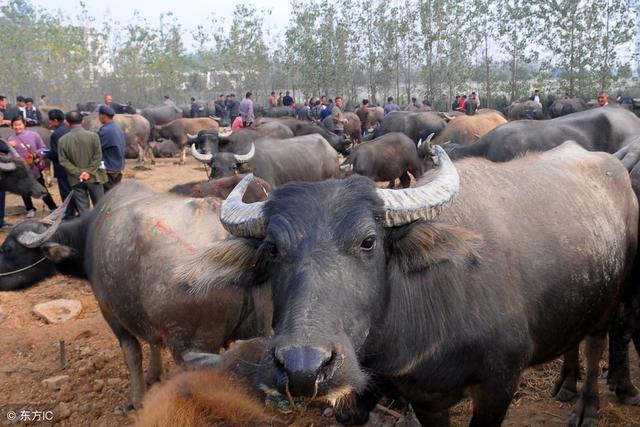 中国水牛可肉用