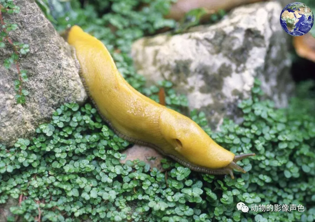 令人头皮发麻的香蕉蛞蝓,一种长得像大便一样的动物