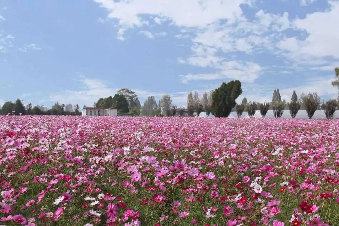 来楼观赏花海,这样的浪漫来的刚刚好_桑花