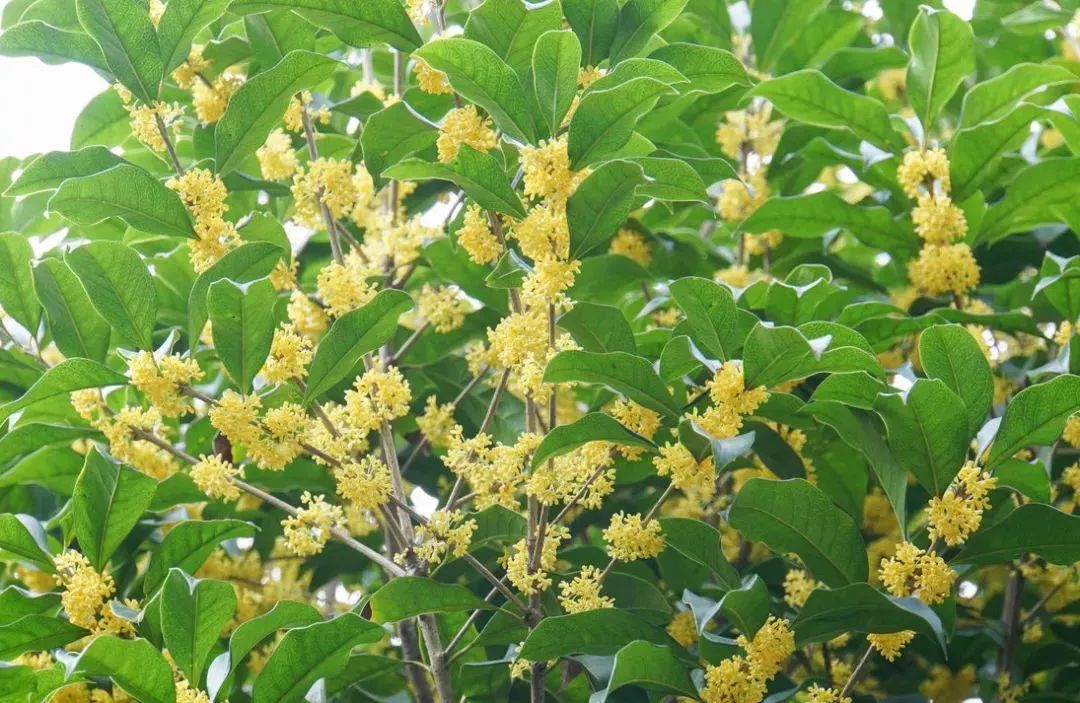 上海賞桂花聖地都在這兒裡!