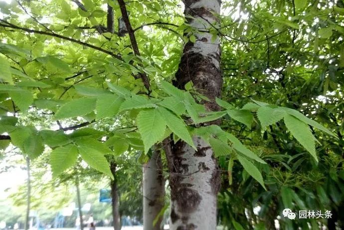 飞蛾槭厚壳树粗糠树大叶榉北野科技专注乡土树种驯化