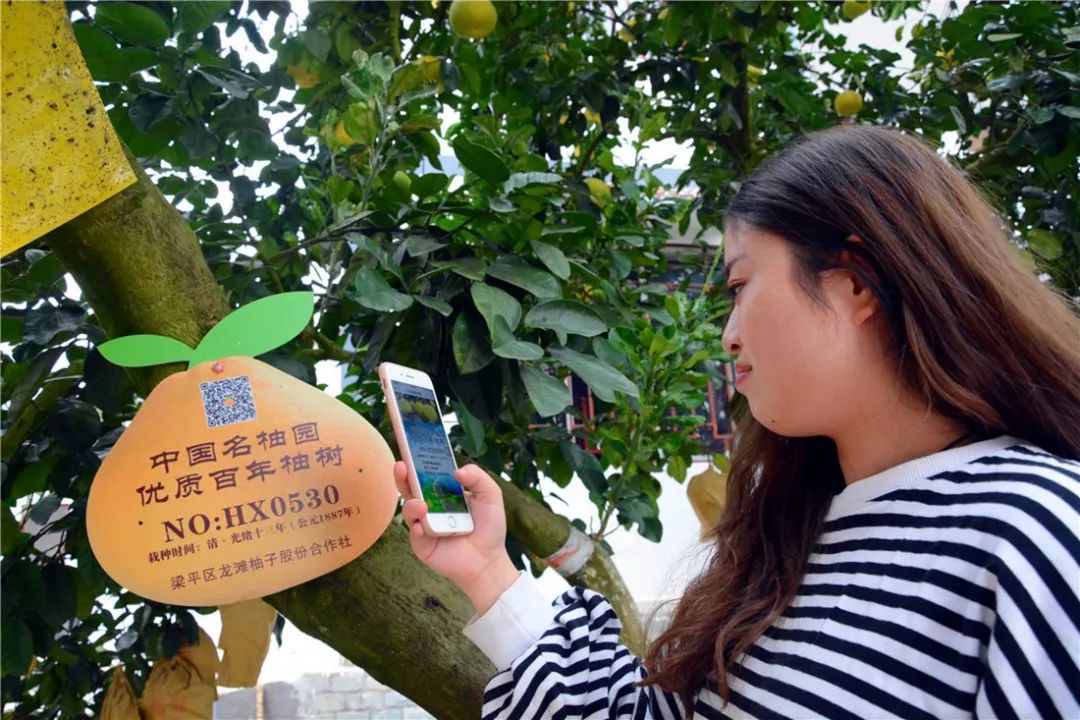 品柚时节梁平千亩柚子成熟待摘一起淹没在柚果的海洋