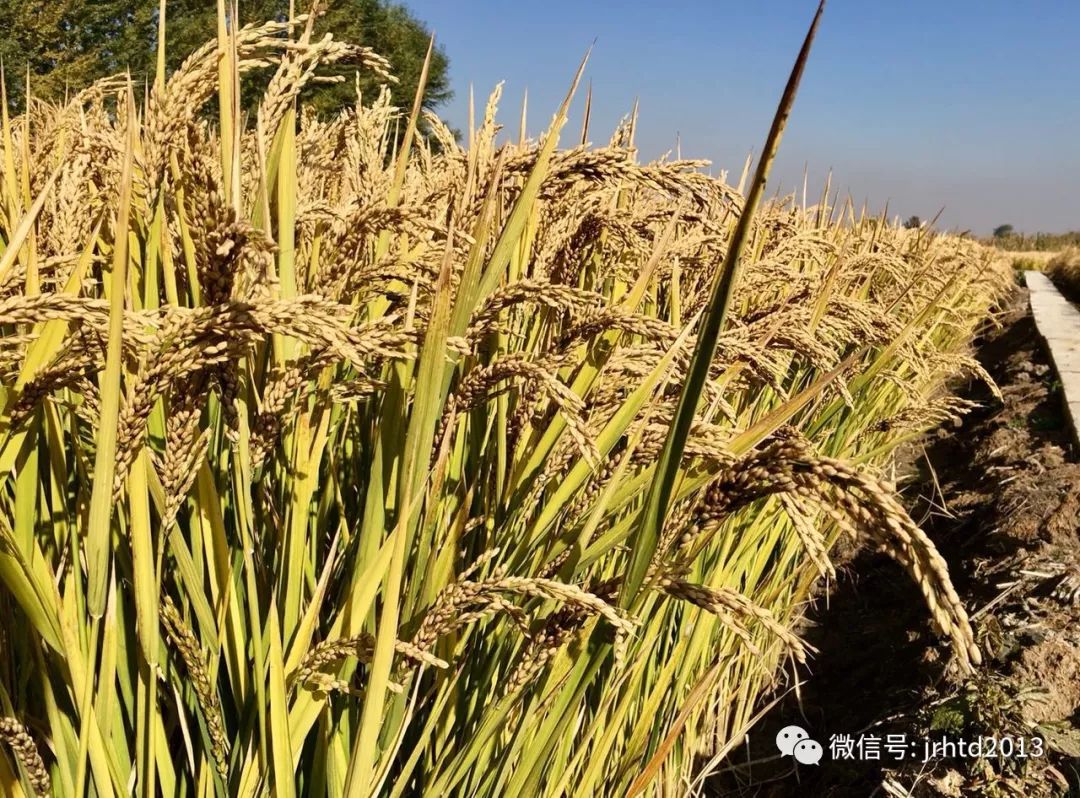 沈阳水稻品种图片