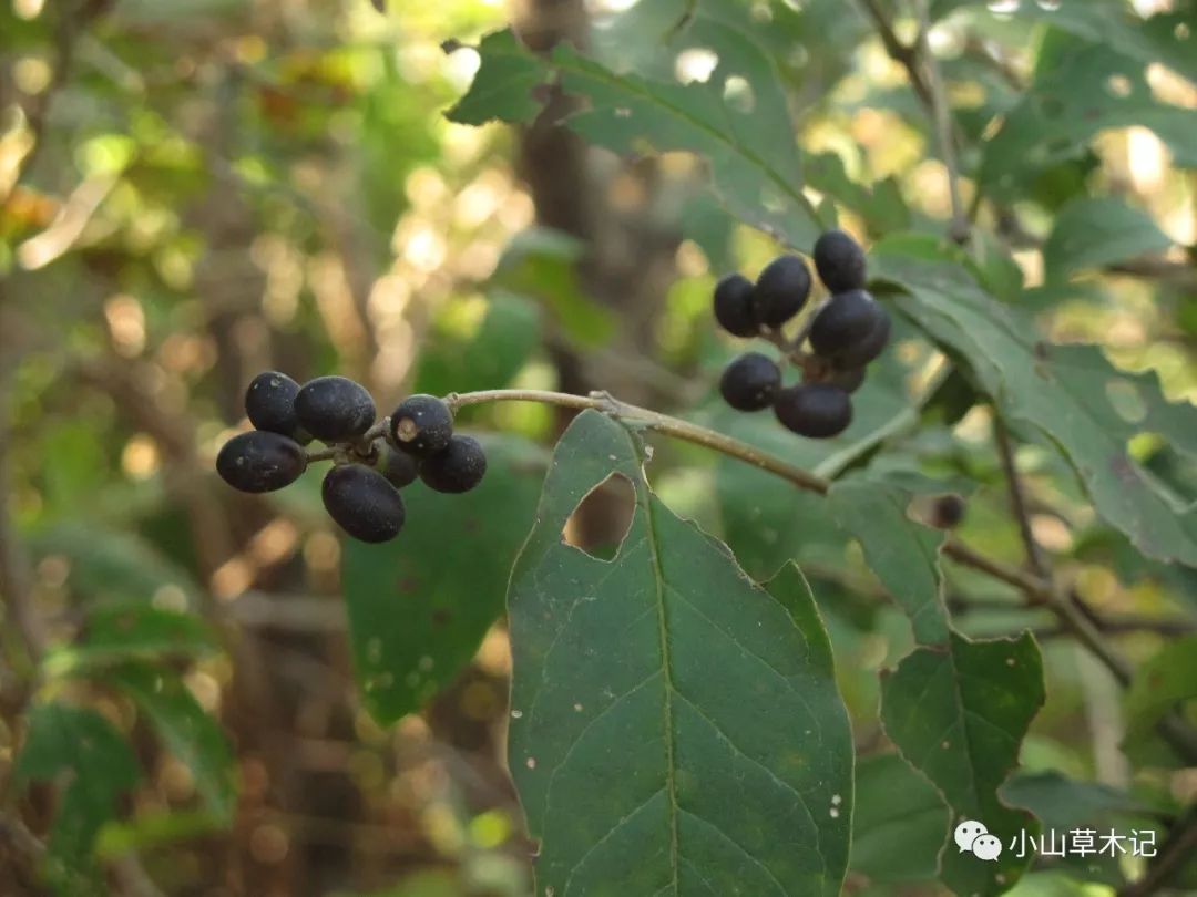 瑞香花果实图图片