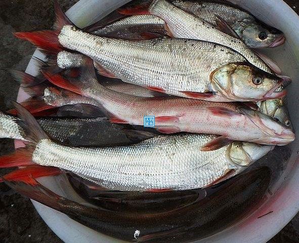 鄱陽湖支流,探釣200元一斤的紅尾魚,收穫一盆野生名貴的紅尾魚