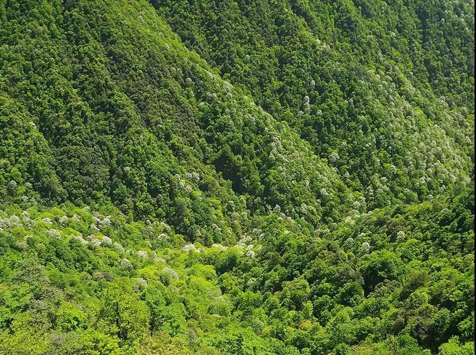 梵净山阔叶林何雄周 摄