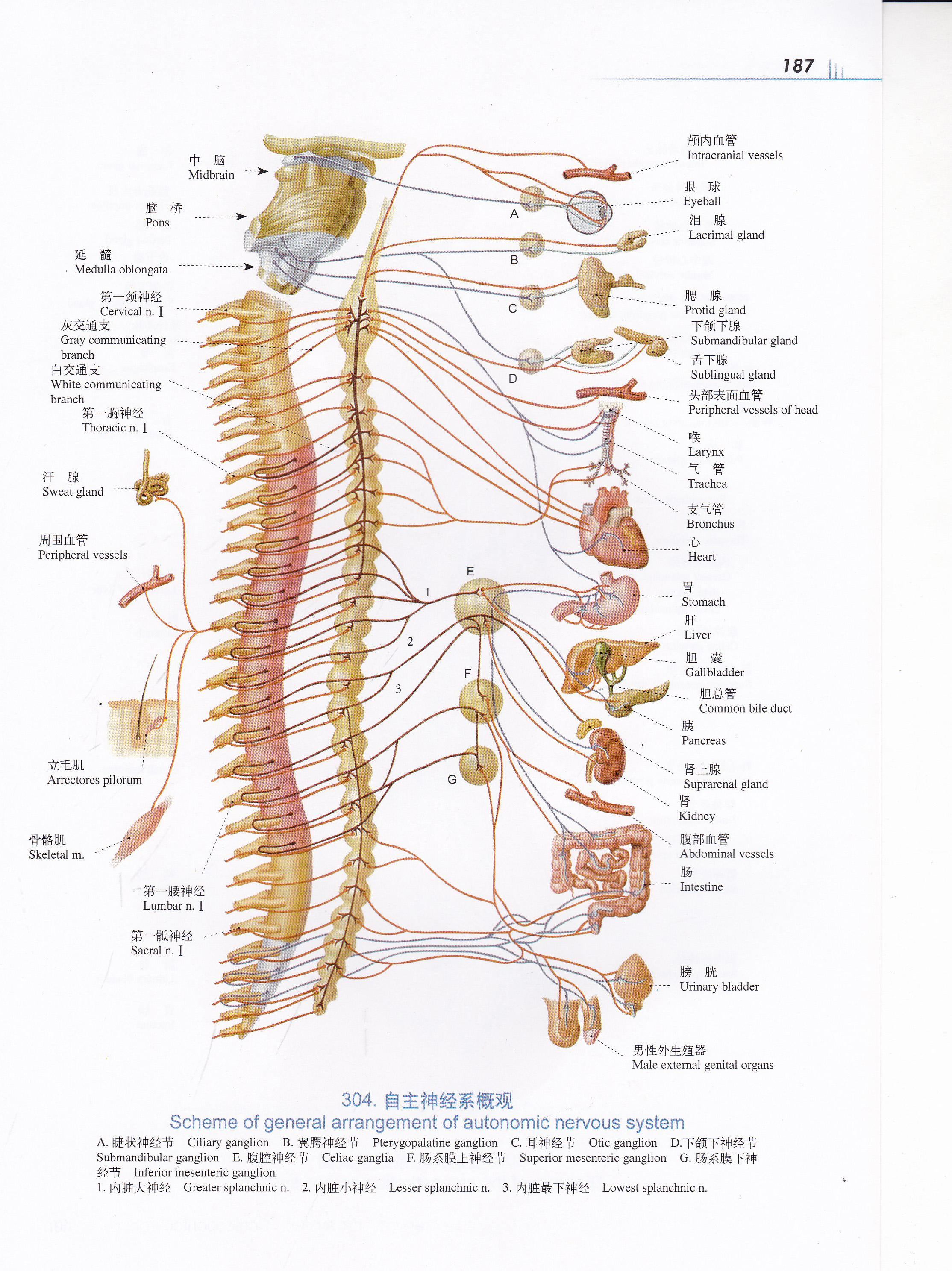人体解剖结构图片解说图片