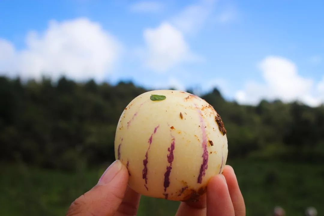 最主要的還是因為這裡的天氣,溫度,土壤都適合栽種,所以長出來的果子