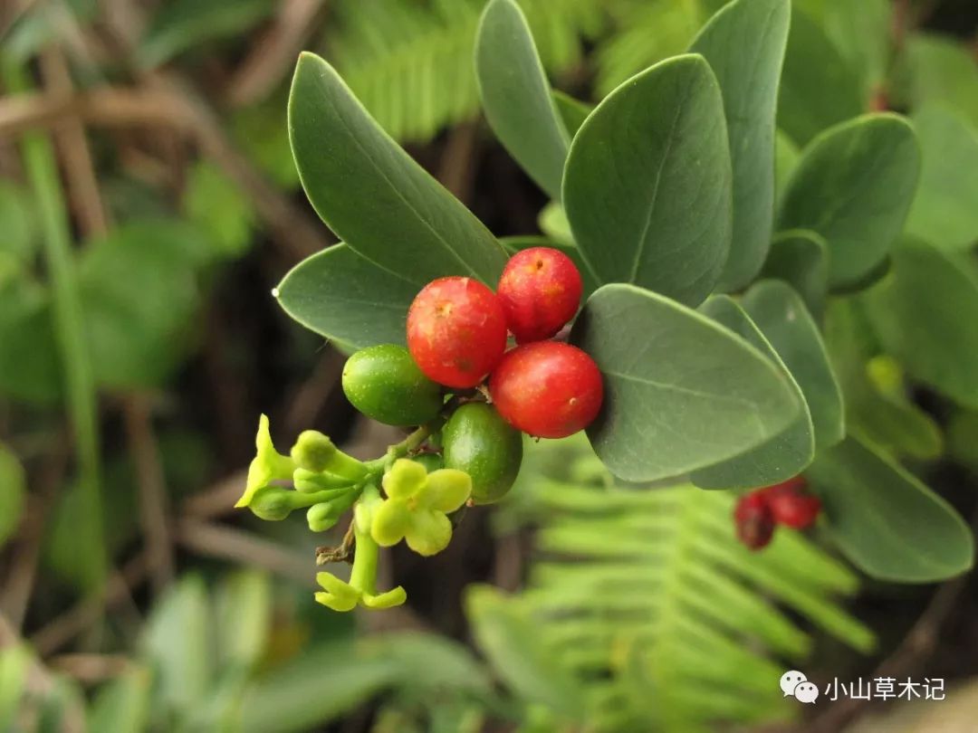 瑞香花果实图图片