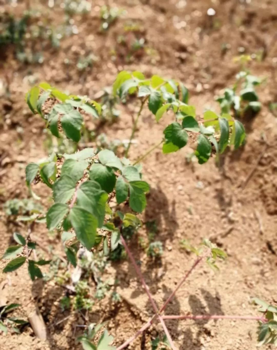 乾貨種植牡丹芍藥不處理土壤損失慘重