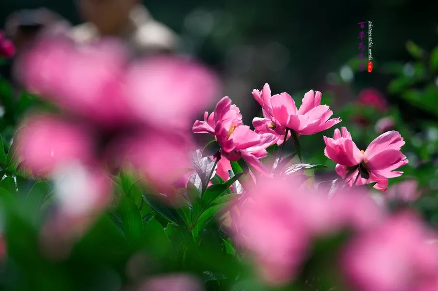 百草集来天下芳