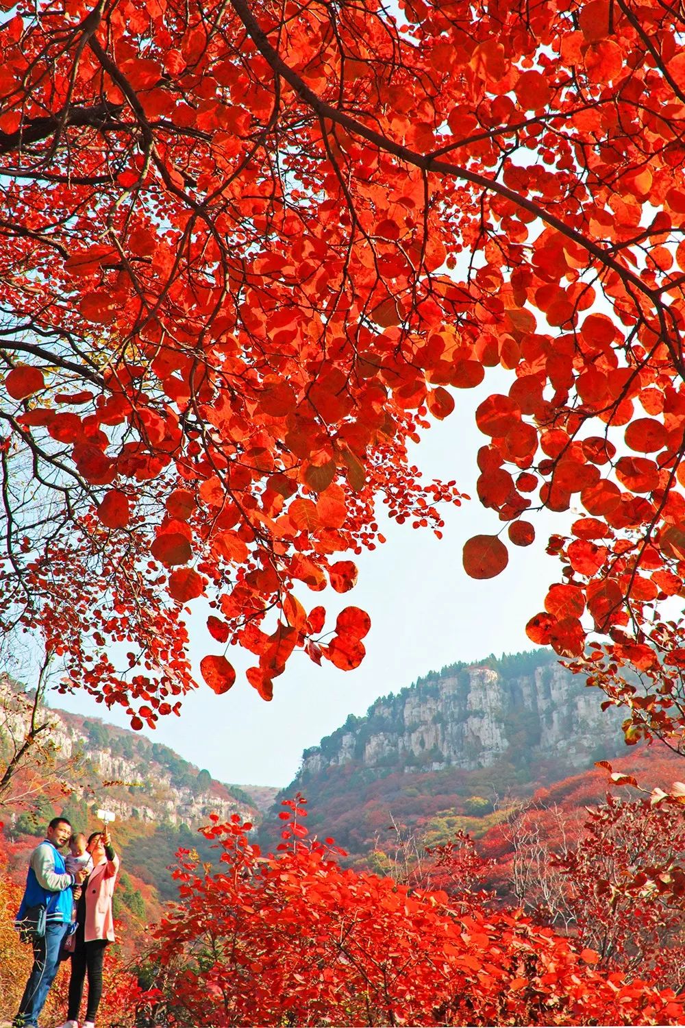 个香山齐鲁红叶之冠中国五大红叶观赏地之一石门坊要么是惊为世外的山