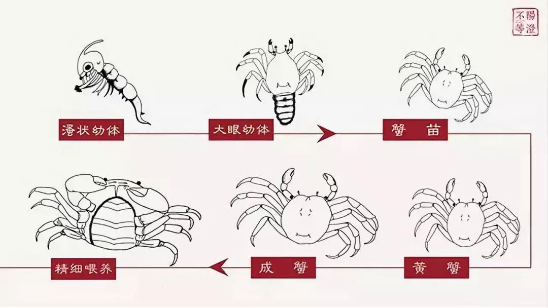 螃蟹的成长过程连图片图片