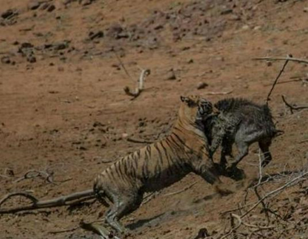 800斤野猪王咬死老虎图片