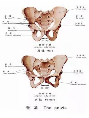 骨盆后面图图片