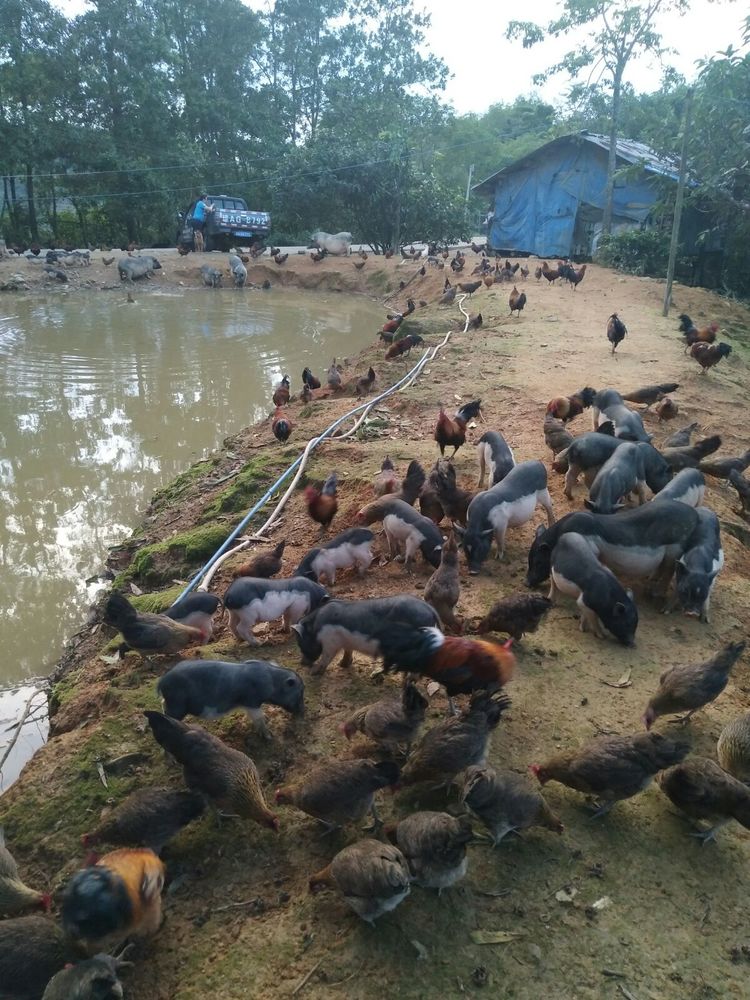 海南五脚猪图片